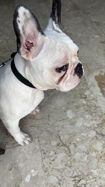 Bulldog francese