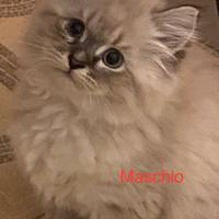 Cuccioli di gatto siberiano tradizionale