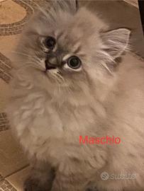 Cuccioli di gatto siberiano tradizionale