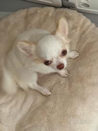 Chihuahua