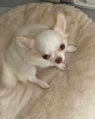 Chihuahua