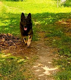 Pastore tedesco grigione