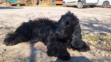 Cucciola cocker