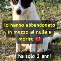 SNOOPY 3 ANNI TAGLIA GRANDE Lo hanno abbandonato