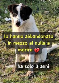 SNOOPY 3 ANNI TAGLIA GRANDE Lo hanno abbandonato