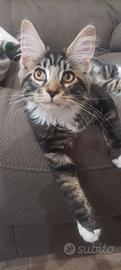 Maine Coon femmina
