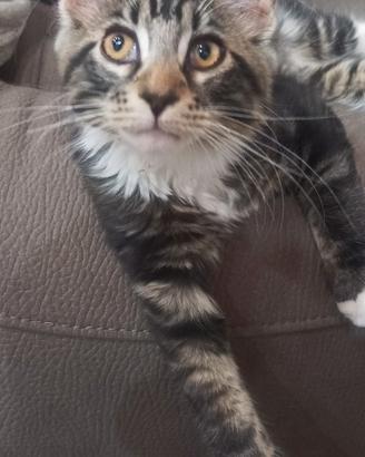 Maine Coon femmina