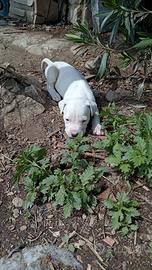 Cuccioli dogo argentino