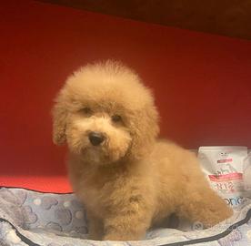 I migliori cuccioli italiani ( barboncini)