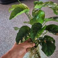  ANUBIAS e piante per acquario