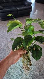  ANUBIAS e piante per acquario