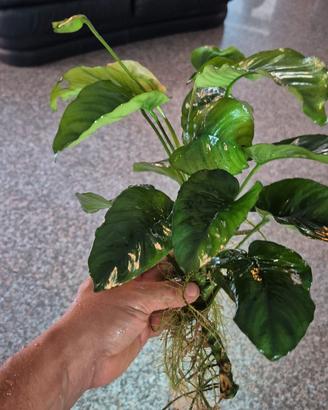  ANUBIAS e piante per acquario