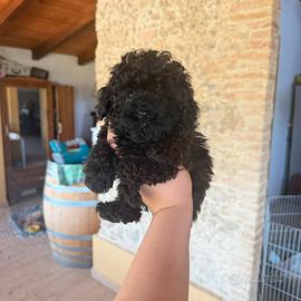 Cuccioli di barboncino minytoy