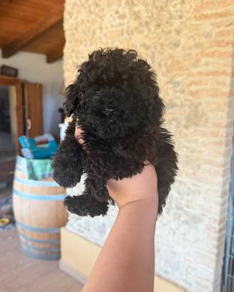 Cuccioli di barboncino minytoy