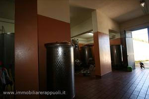 AG33 - Castel del Piano Grosseto azienda a