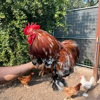 Concincina mille fiori