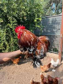 Concincina mille fiori