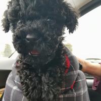 Cucciola Barboncino nano Nero 60 giorni