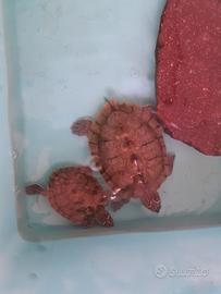 2 Graptemys pseudogeographica
