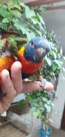 Lory mollucanos allevati a mano