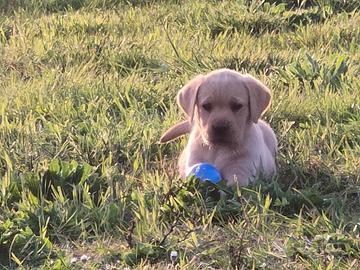 Cucciolo di Labrador Retriever