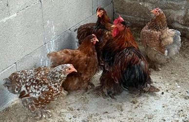 Gruppo cocincina nana