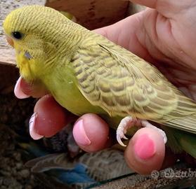 Pulli di pappagallini ondulati da allevare a mano