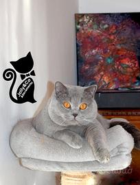 Accoppiamento British, Scottish