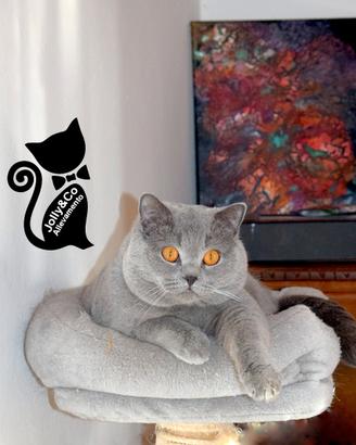 Accoppiamento British, Scottish