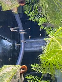 Avanotti guppy nati in acquario