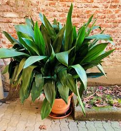 Aspidistra pianta verde giardino, alloggio