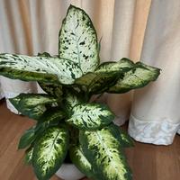 Pianta di DIEFFENBACHIE MACULATA