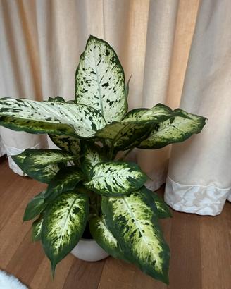 Pianta di DIEFFENBACHIE MACULATA