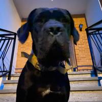 Cane corso per monta