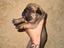 Immagine 6