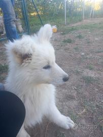 Cuccioli di Pastore Svizzero Bianco con Pedigree