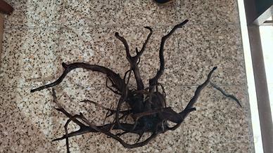 RADICE DI MANGROVIA PER ACQUARIO 