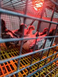 Pulcinotti.galli.galline. ornamentali