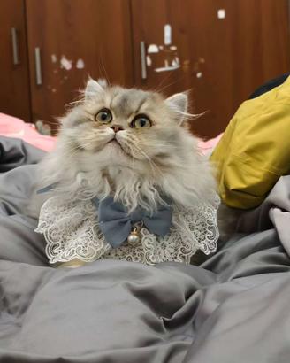 British longhair