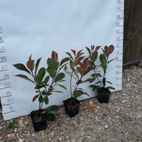 Piante da siepe e molto altro