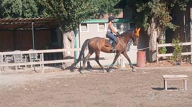 Cavallo