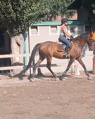 Cavallo
