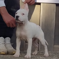 Cuccioli Amstaff Total White