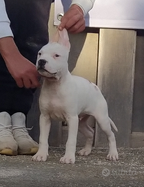 Cuccioli Amstaff Total White