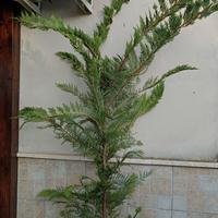 Piante di Leylandii 