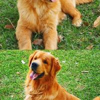 Golden retriever