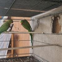 Pappagalli parrochetto del collare