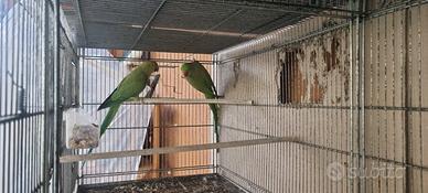 Pappagalli parrochetto del collare