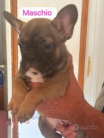 Bulldog francese