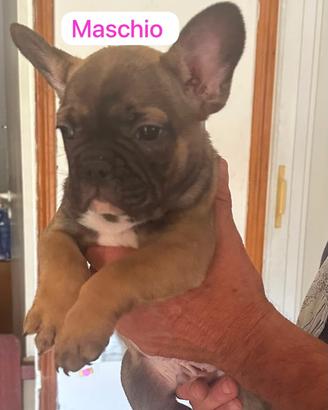 Bulldog francese